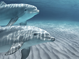 Podwójna inteligencja